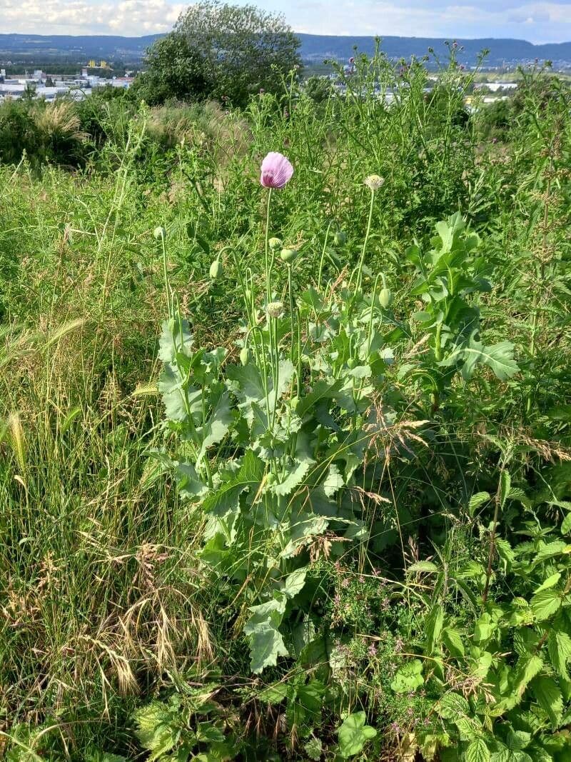 Grandes fleurs de Papaver somniferum en rose et blanc avec des gousses de graines ornementales
