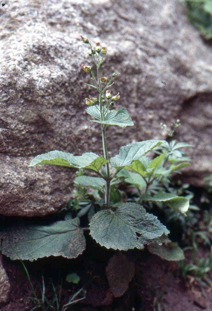 Scrophularia alpestris avec fleurs brunes en habitat alpin