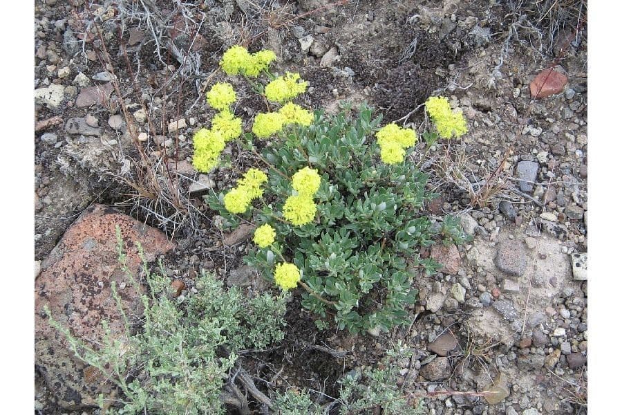 Eriogonum sphaerocephalum mit runden gelben Blutenkopfchen auf trockenem Felsboden