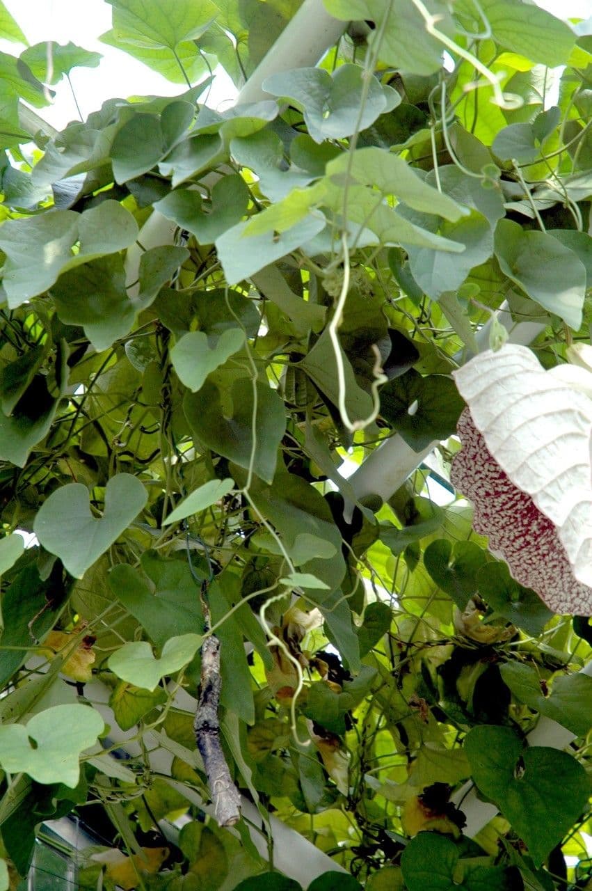 Aristolochia grandiflora Blute mit charakteristischer Form