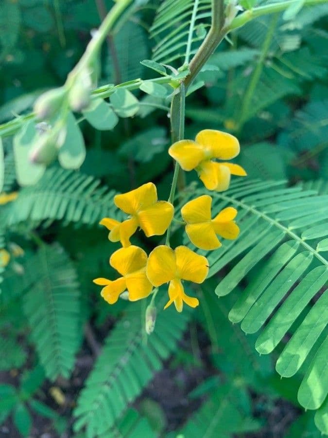 Sesbania sesban Blüten und Laub