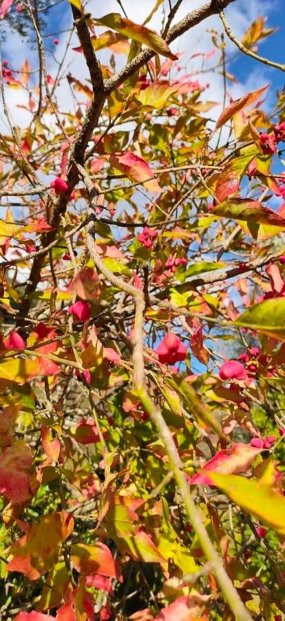 Capsules de graines rouges d'Euonymus atropurpureus