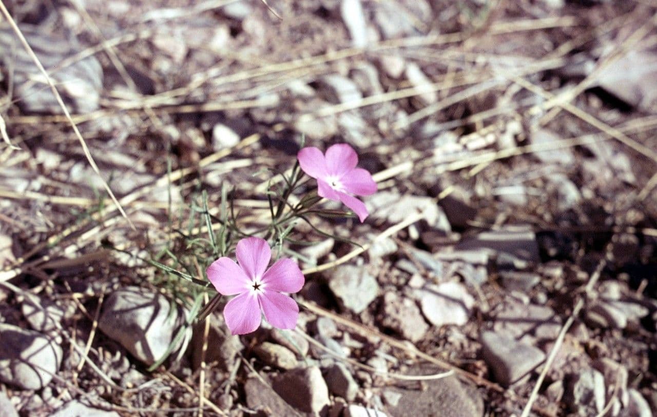 Threadleaf phlox in volle bloei