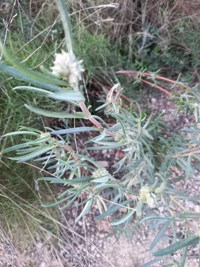 Lavendelbladig zonneroosje met fijne grijze bladeren en roze bloemen