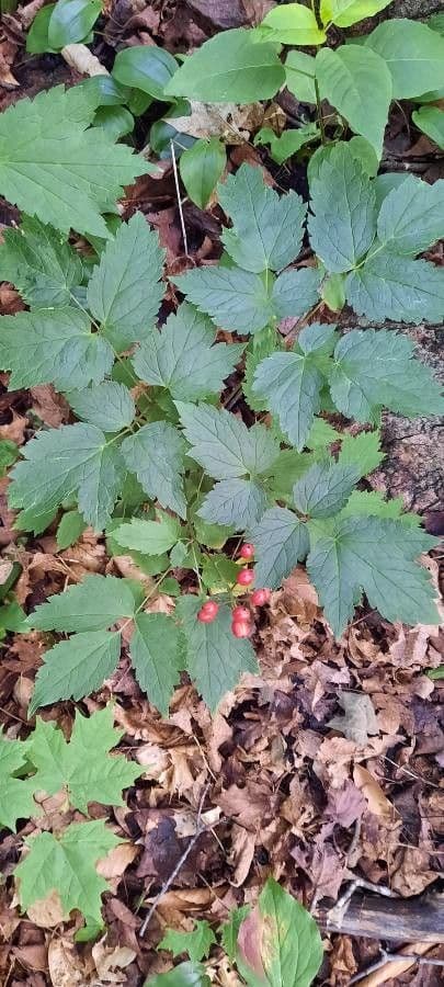 Actaea rubra mit roten Beeren