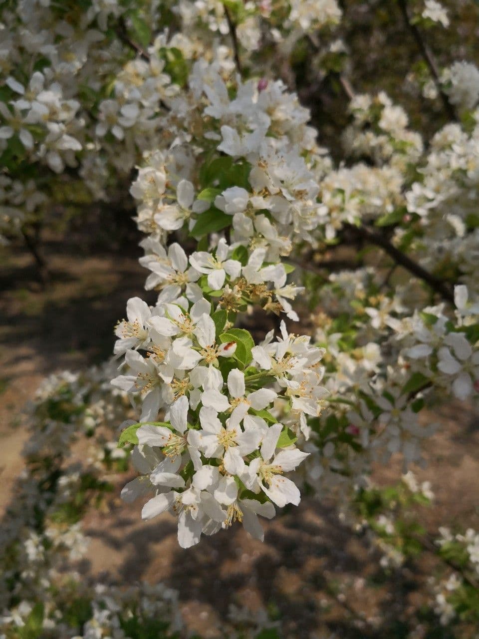 Pink flowers of Malus prunifolia in spring