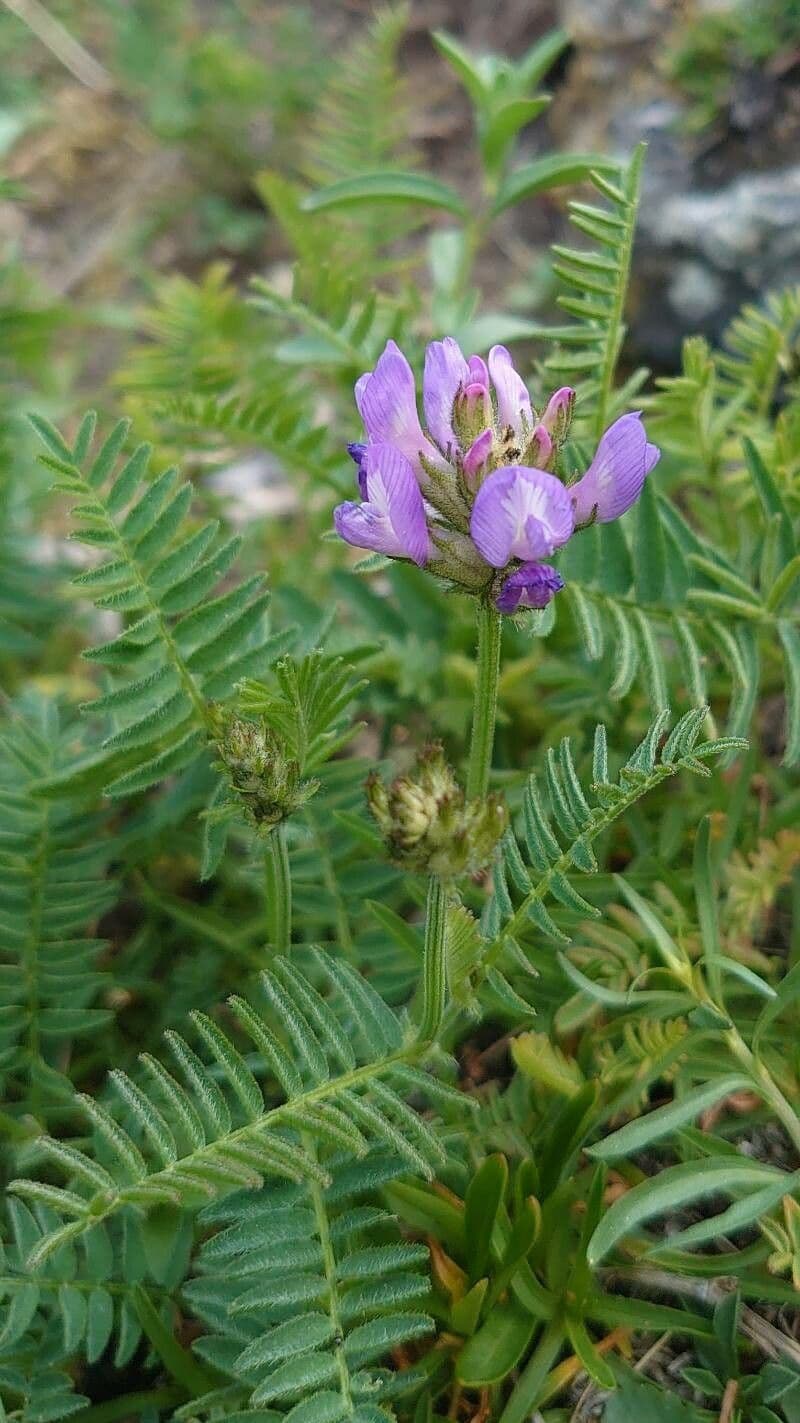 Astragale de Dane avec fleurs de pois violettes caractéristiques et fins dessus de feuilles vertes
