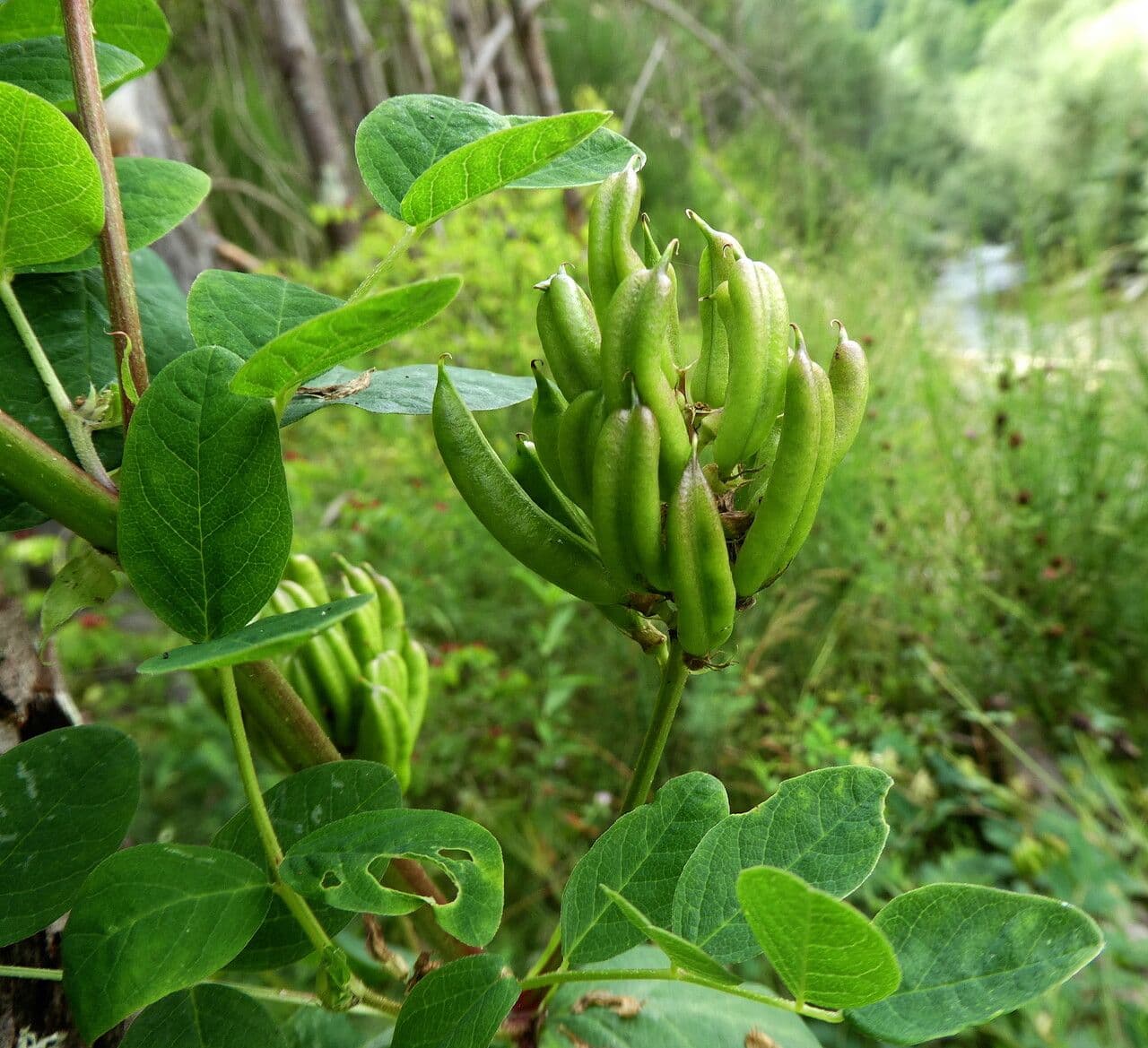 Liquorice milk-vetch with characteristic feathery leaves and white to pale yellow flowers in dense clusters