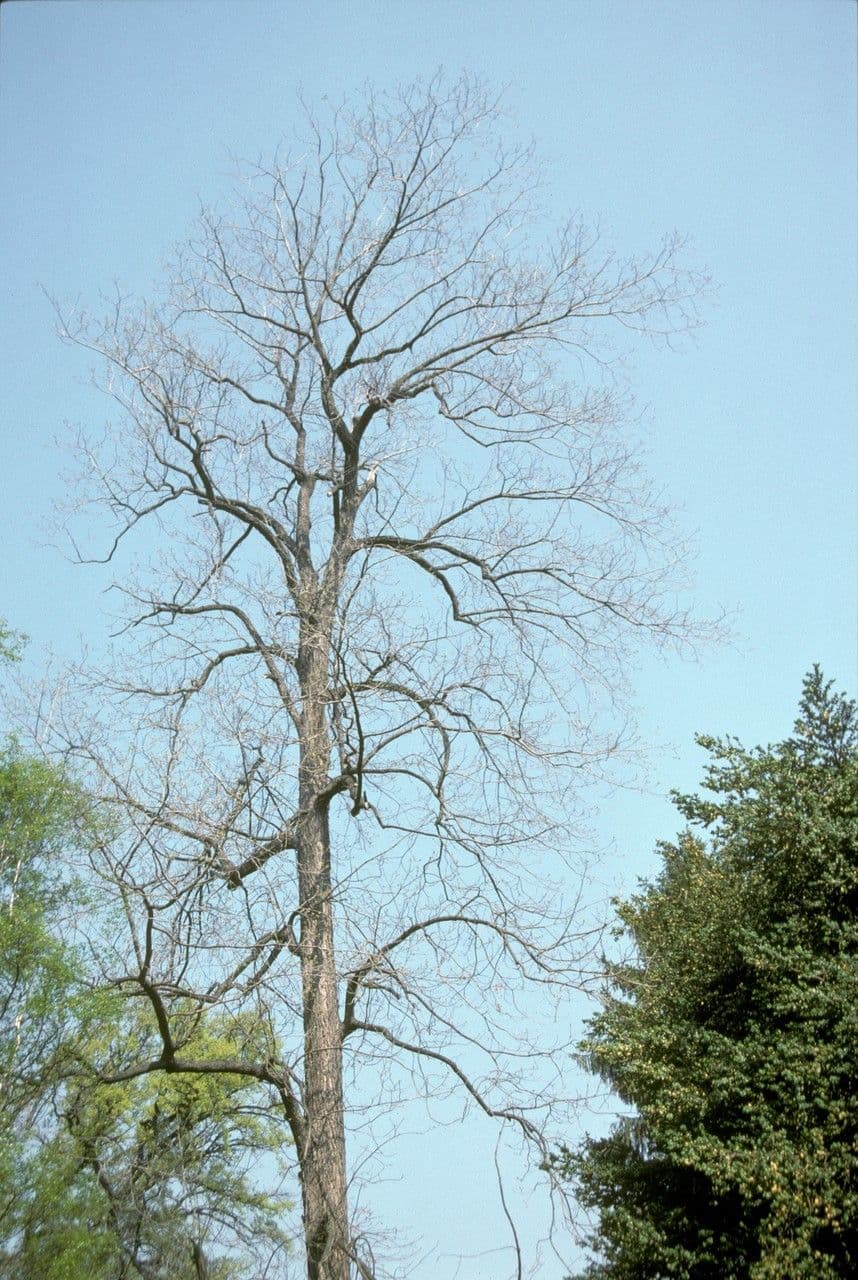 Hickory-Nussbaum mit grünem Laub