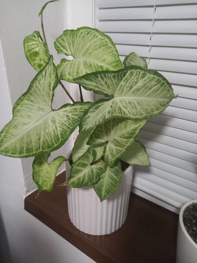 Syngonium podophyllum with arrow-shaped leaves