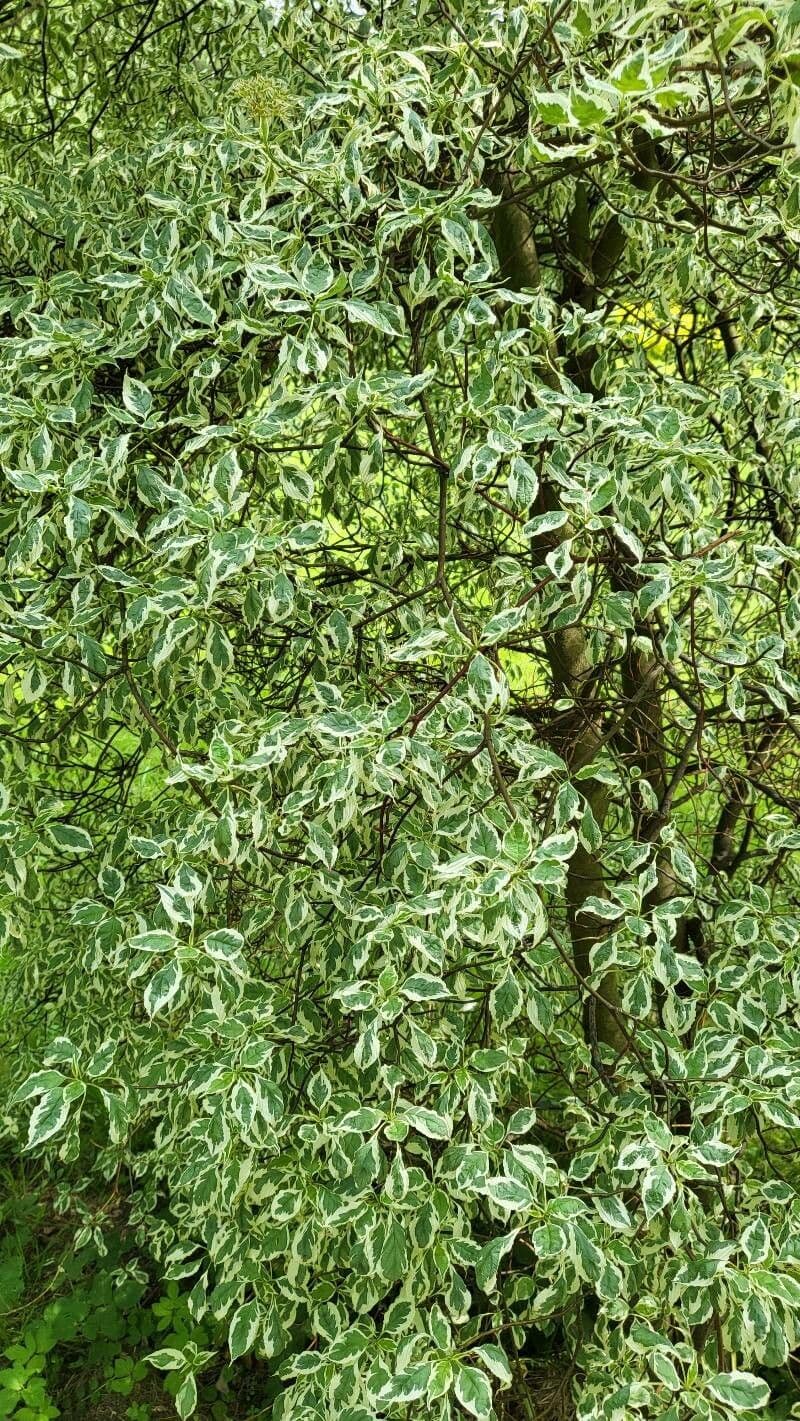 Cornus alternifolia displaying distinctive layered branch structure and white flower clusters