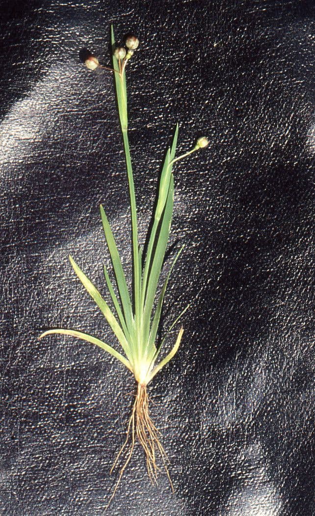 Bergblauwoogie plant met blauwe bloemen