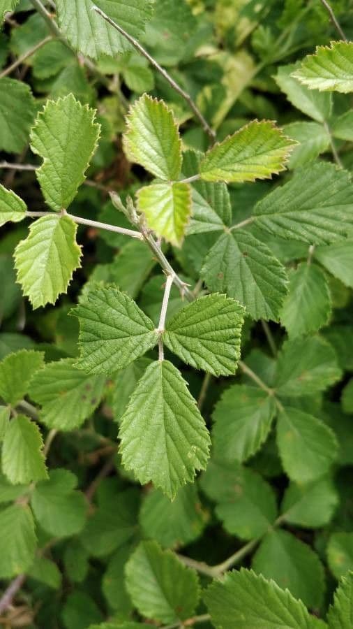 Rubus apetalus bramble plant with dark berries