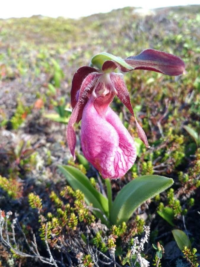 Pink lady's-slipper orchid in bloom