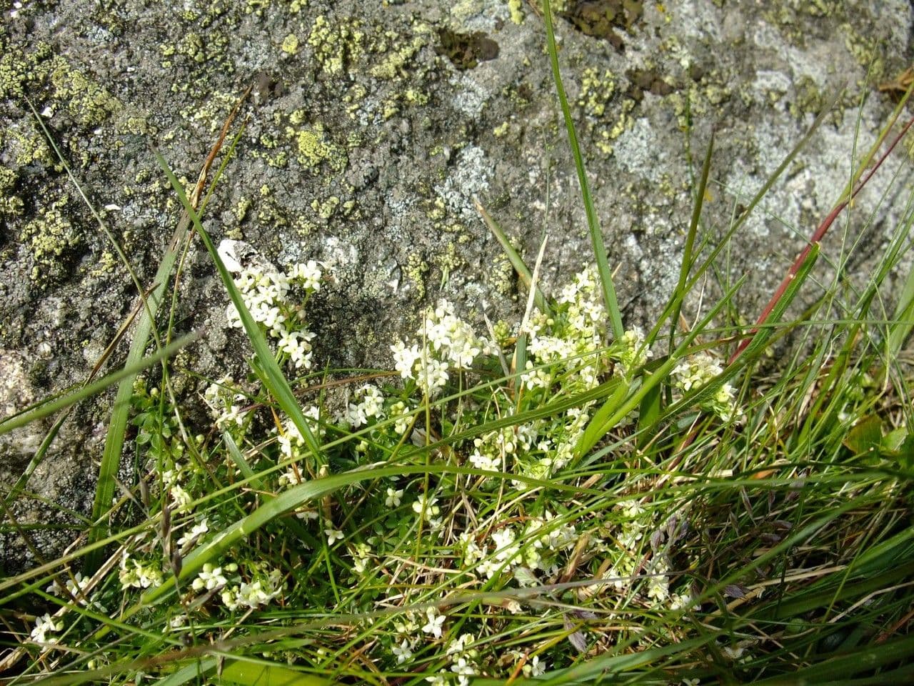 Galium megalospermum met witte bloemen en opvallend grote zaden in een alpiene omgeving in de Alpen