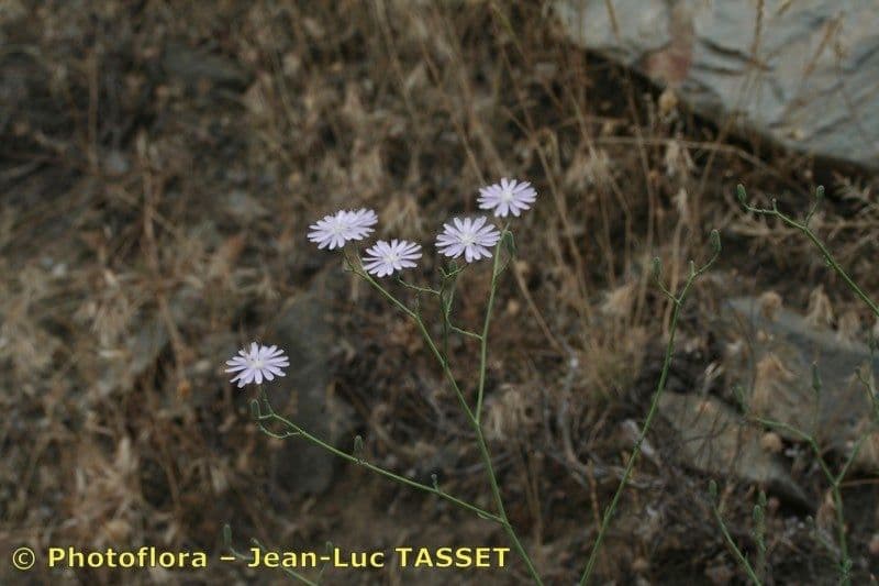 Lactuca tenerrima met lichtblauwe bloemen op ranke stelen op een zonnige kalkhelling