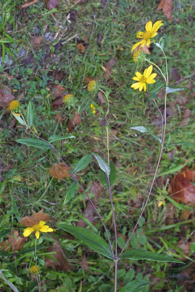 Fleurs jaunes éclatantes d'Helianthus hirsutus en fleur