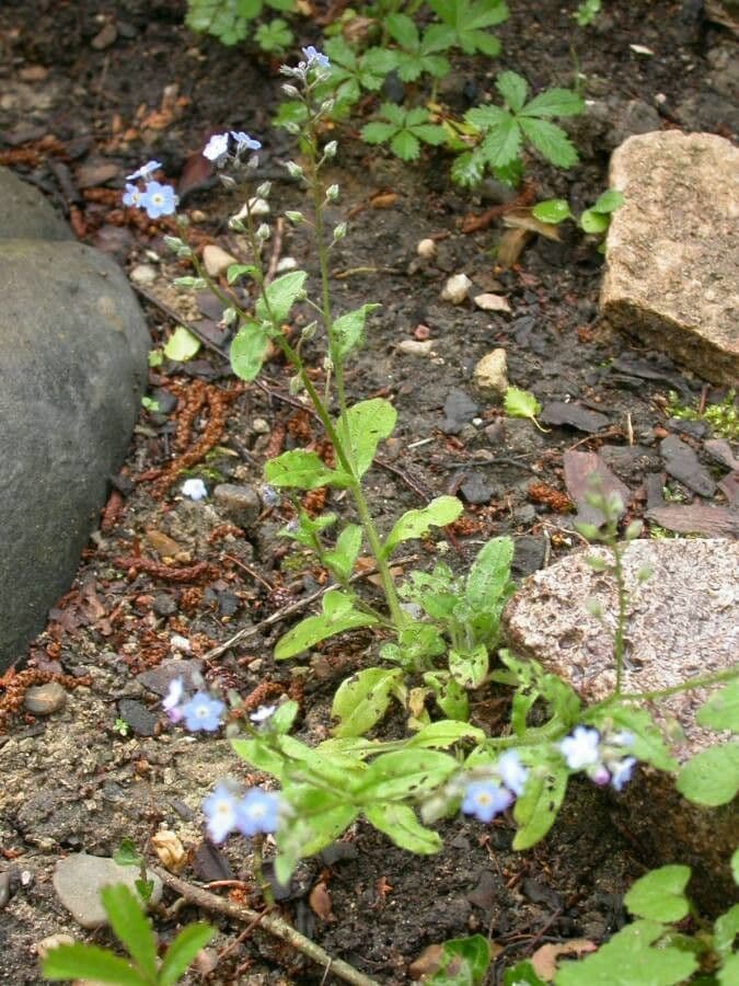 Trosjes kleine hemelsblauwe bloemen van vergeet-mij-nietje in een bosachtige tuinomgeving.