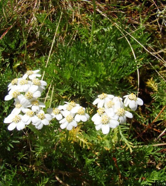 White flowers of Achillea atrata in mountain regions