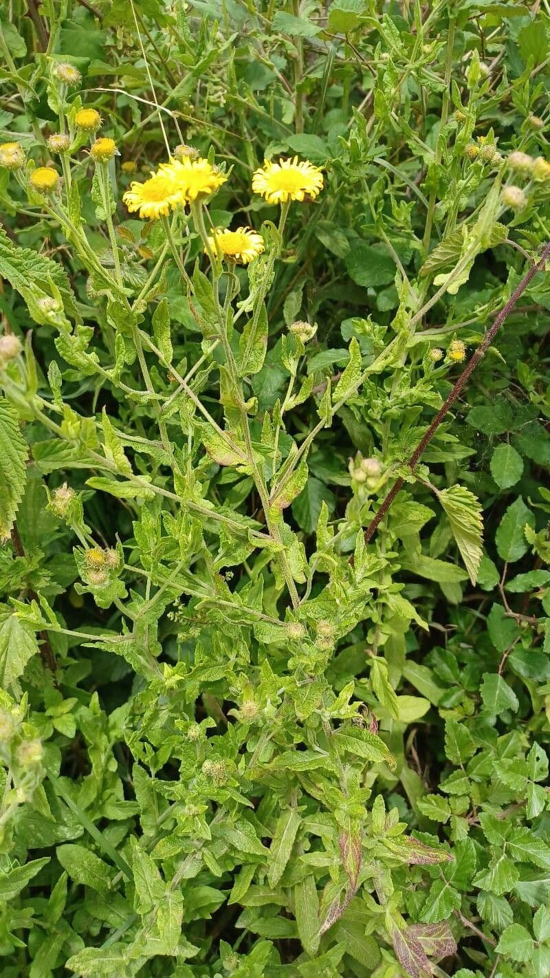 Pulicaria dysenterica heelblaadjes gele bloemen