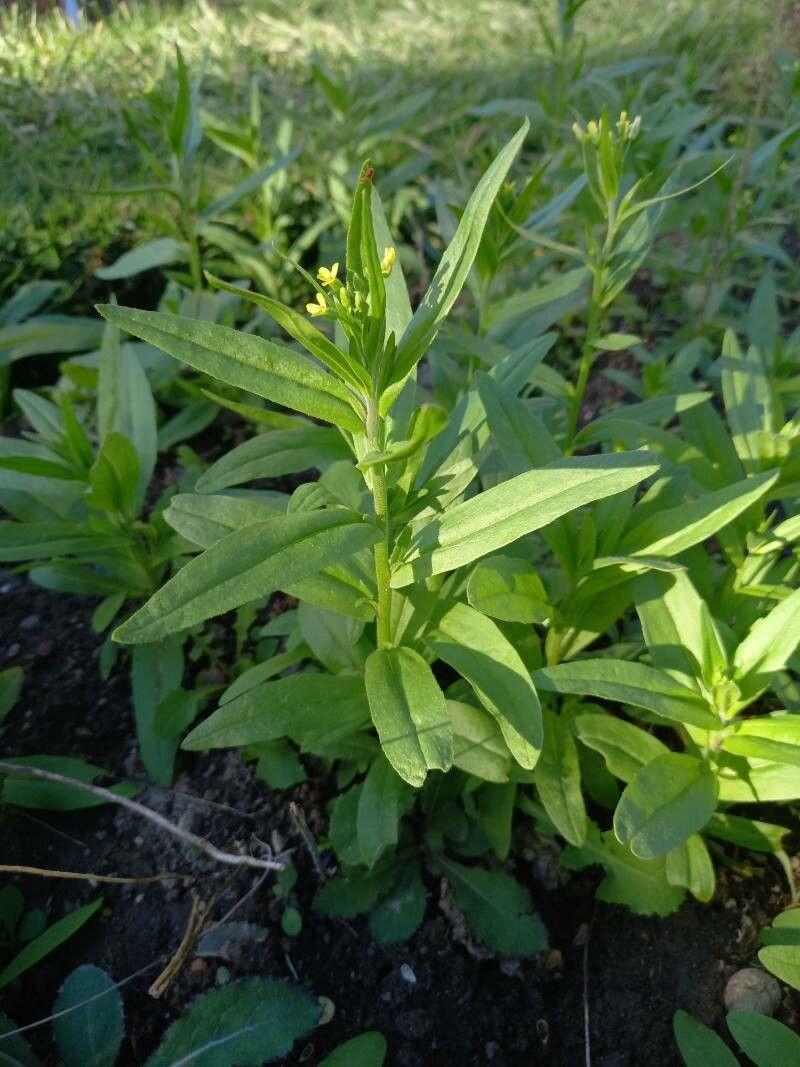 Leindotter in voller Blüte auf einer sonnigen Wiese