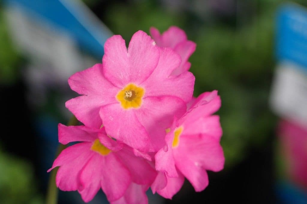Rosy Primrose (Primula rosea) vivid fuchsia flowers in alpine meadow habitat
