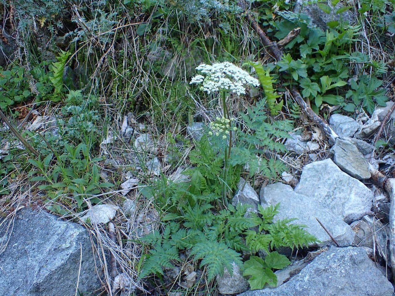 Chaerophyllum villarsii with white umbel flowers in a mountain setting