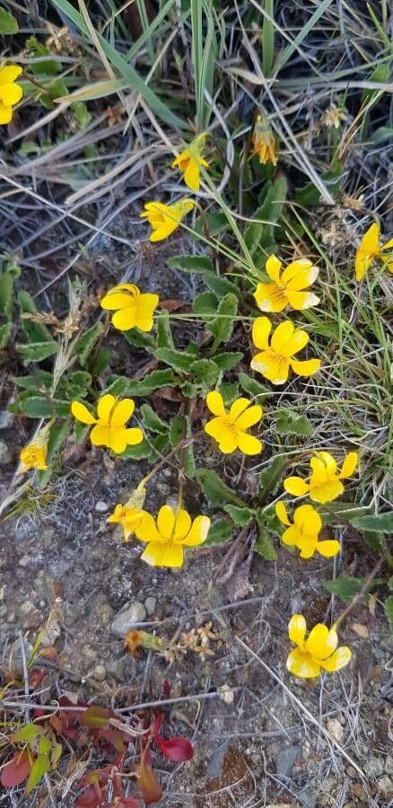 Viola nuttallii mit leuchtend gelben Blüten und purpurbrauner Aderung zwischen lanzettlichen Blättern