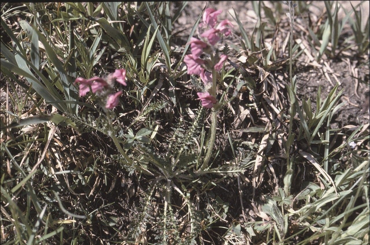 Mount cenis lousewort bloem in paars