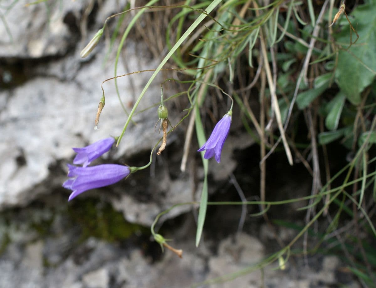 Narrow-corolla bellflower with delicate blue flowers