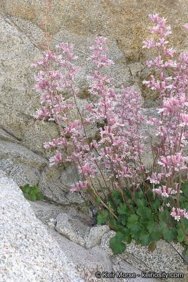 Heuchera caespitosa displays characteristic tufts of refined foliage with small red flowers in alpine setting