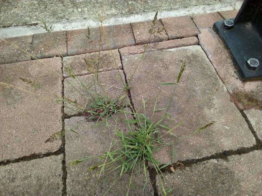 Polypogon viridis, groen kroosaar met groene bloemtrosjes