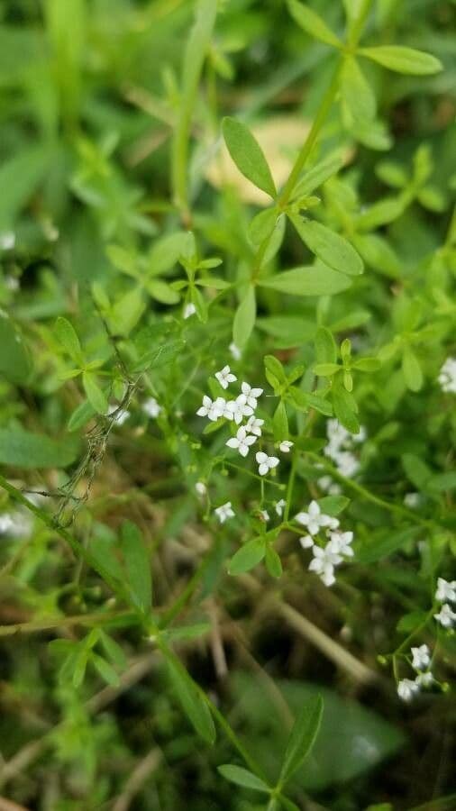 Galium obtusum met witte bloemen in natte omgeving