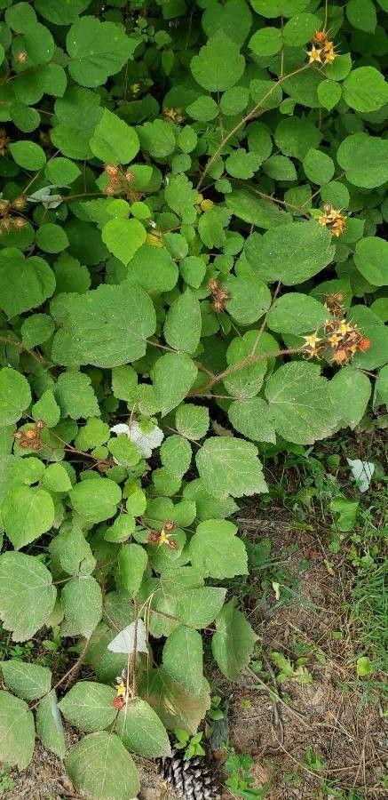 Japanische Weinbeere mit borstigen Stielen und glänzenden roten Früchten in einem halbschattigen Beet
