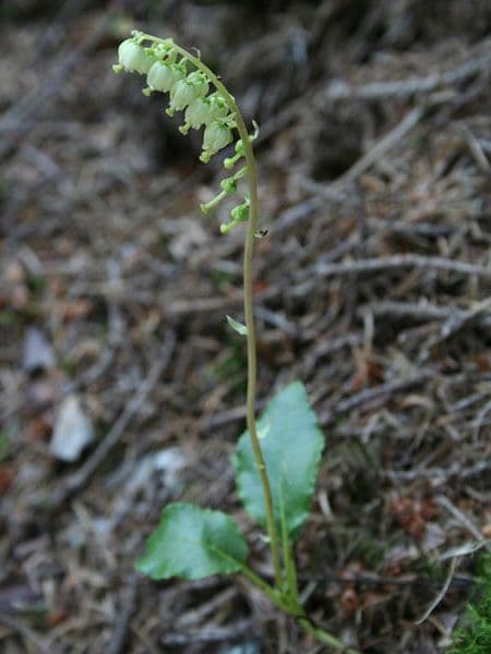 Orthilia secunda avec des petites fleurs blanches en cascades