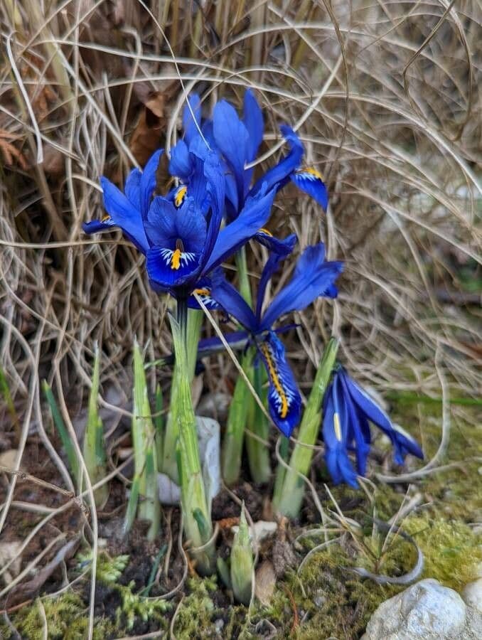 Iris reticulata avec des fleurs violettes et une barbe jaune en floraison du début du printemps