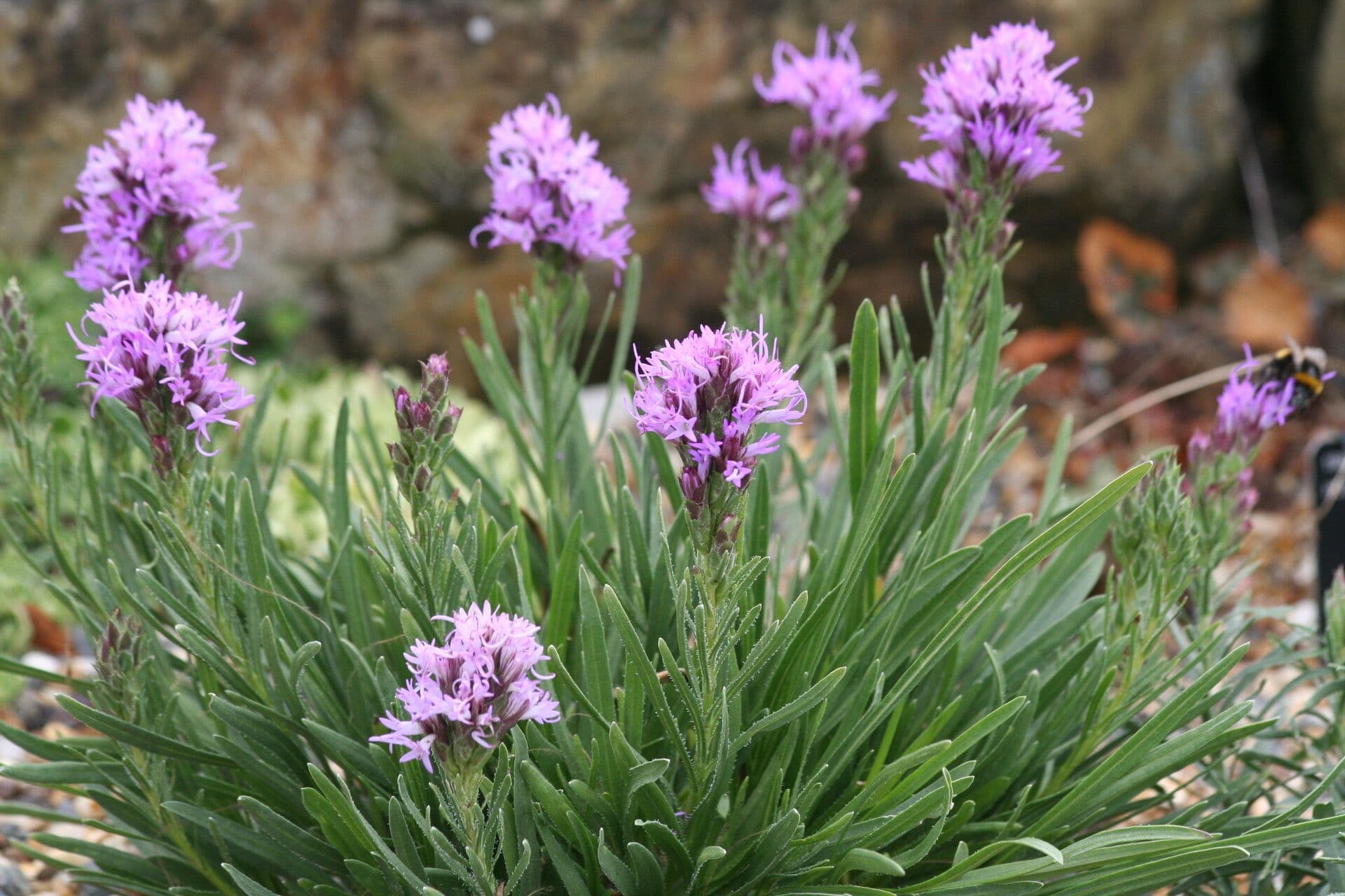 Liatris punctata mit violetten Blütenähren auf sonnigem Präriehang