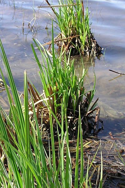 Carex lacustris met haar sterke groei en compacte bloeiwijze aan wateroevers