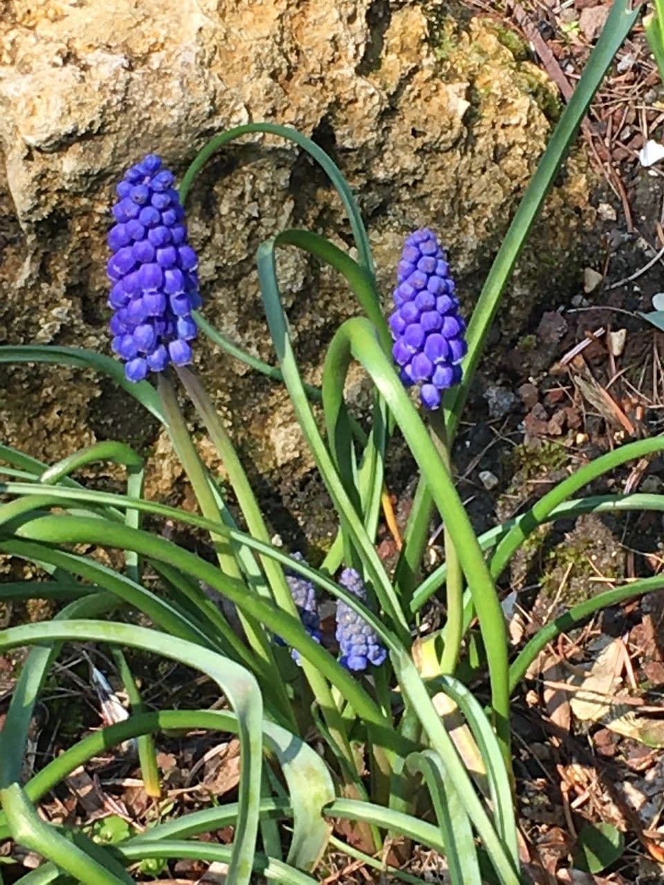 Fleurs bicolores de hyacinthe raisin à larges feuilles