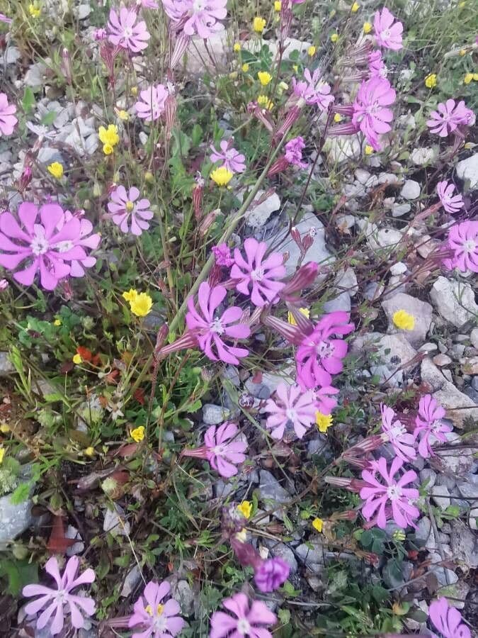 Silene colorata mit rosa Bluten