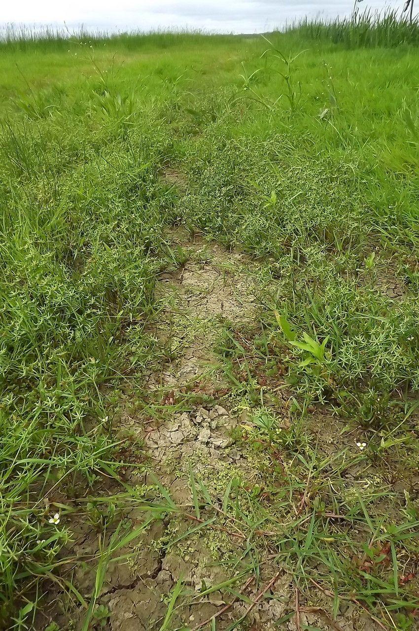 Damasonium alisma in een ondiepe vijver, met witte en paarse bloemen boven het wateroppervlak
