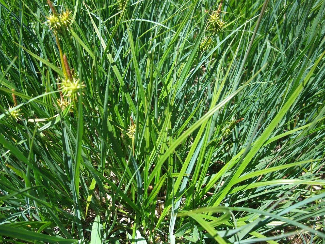 Große Gelbsegge am Teichufer im Sommer