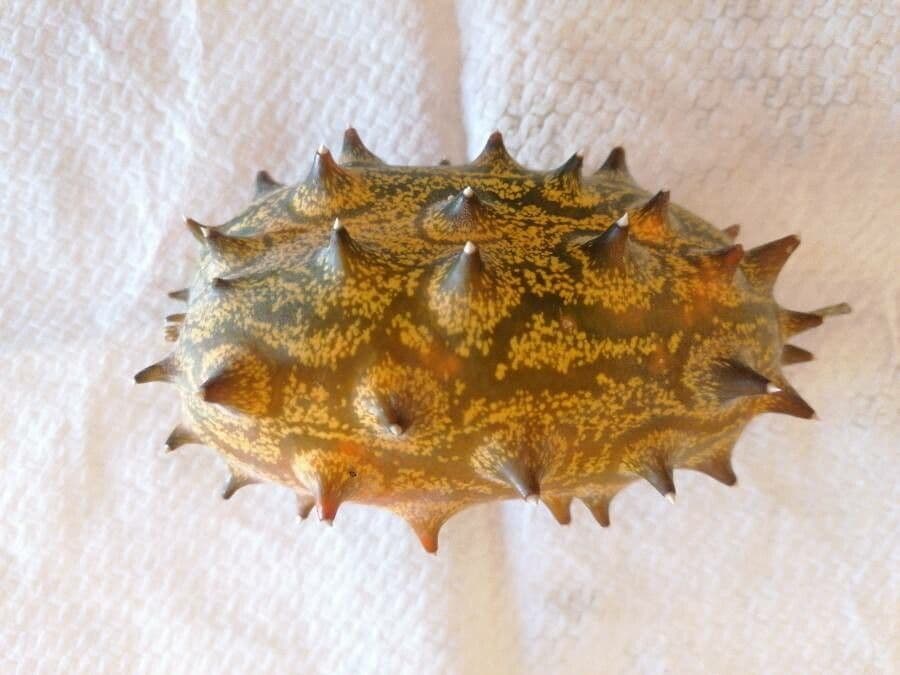 Kiwano-Frucht mit orangefarbener Stachelschale