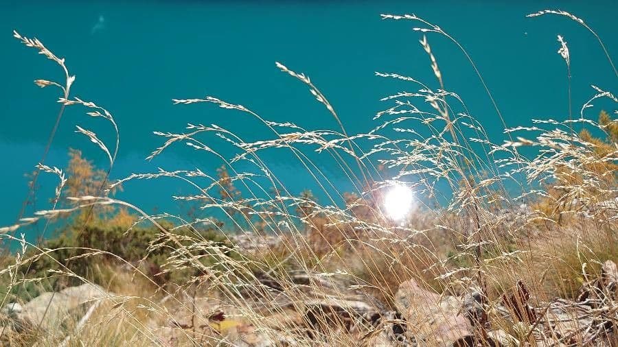 Fowl bluegrass growing in marsh environment