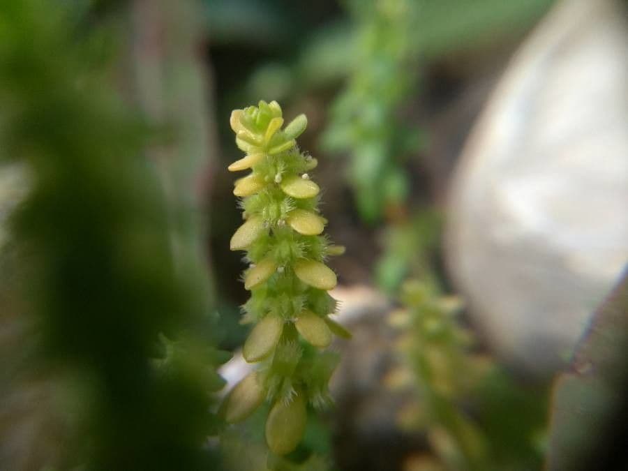 Wall valantia plant met kleine witte bloemen tegen een muur in het Middellandse-Zeegebied