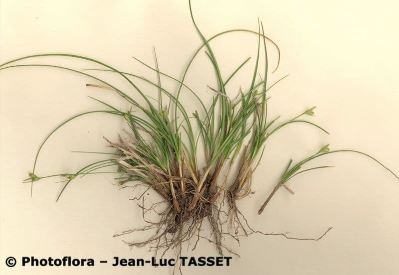 Carex oedipostyla carpet of fine foliage in natural setting