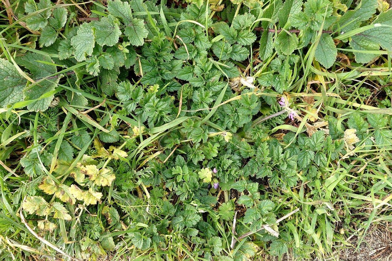 Érodium musqué en fleur au soleil, entre graviers et pierres sèches