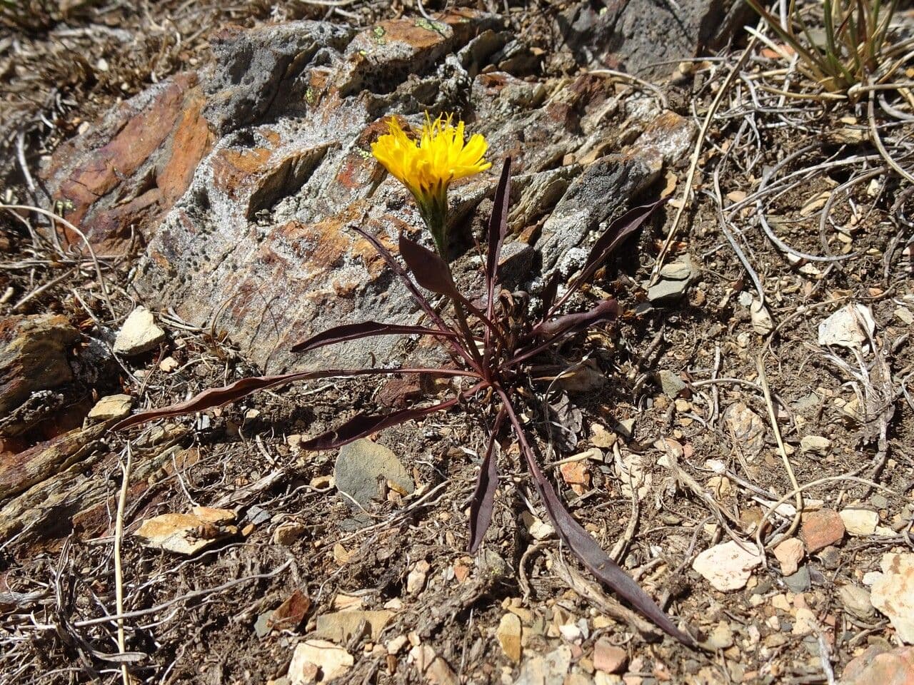 Liondent des Pyrenees (Scorzoneroides pyrenaica) avec ses fleurs jaunes dans une prairie de montagne