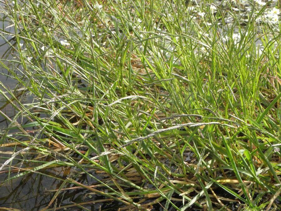 Waxy mannagrass flowering along a damp woodland edge in early summer