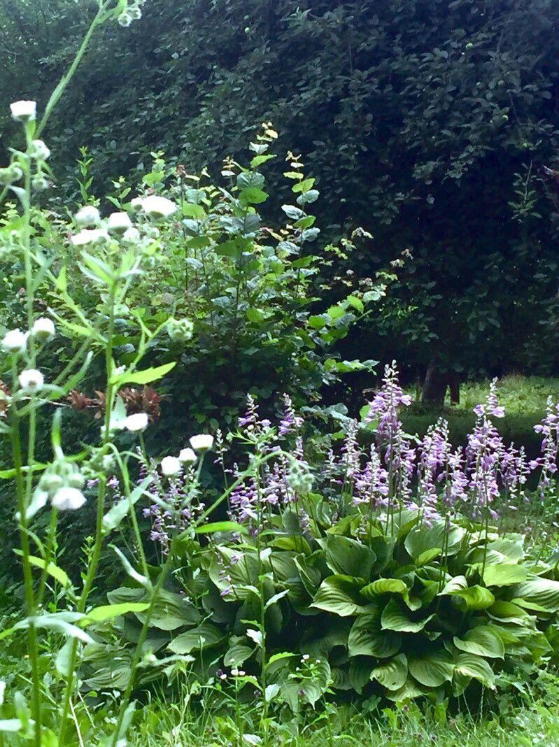 Hosta plantaginea met grote, ovale bladeren en opgaande witte bloemen in de late zomer